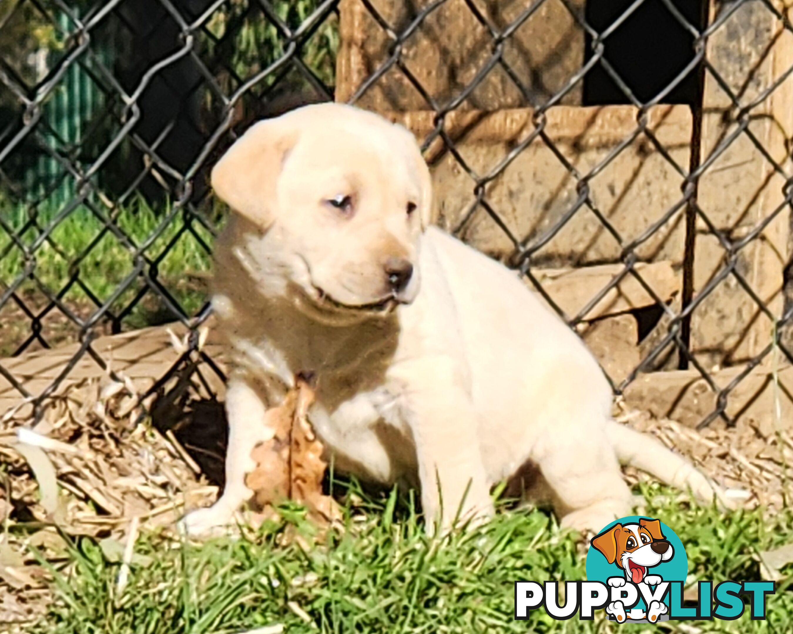 Purebred Labrador Puppies