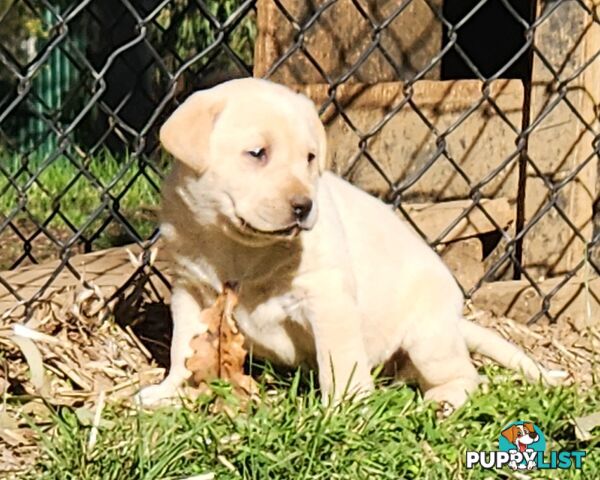 Purebred Labrador Puppies