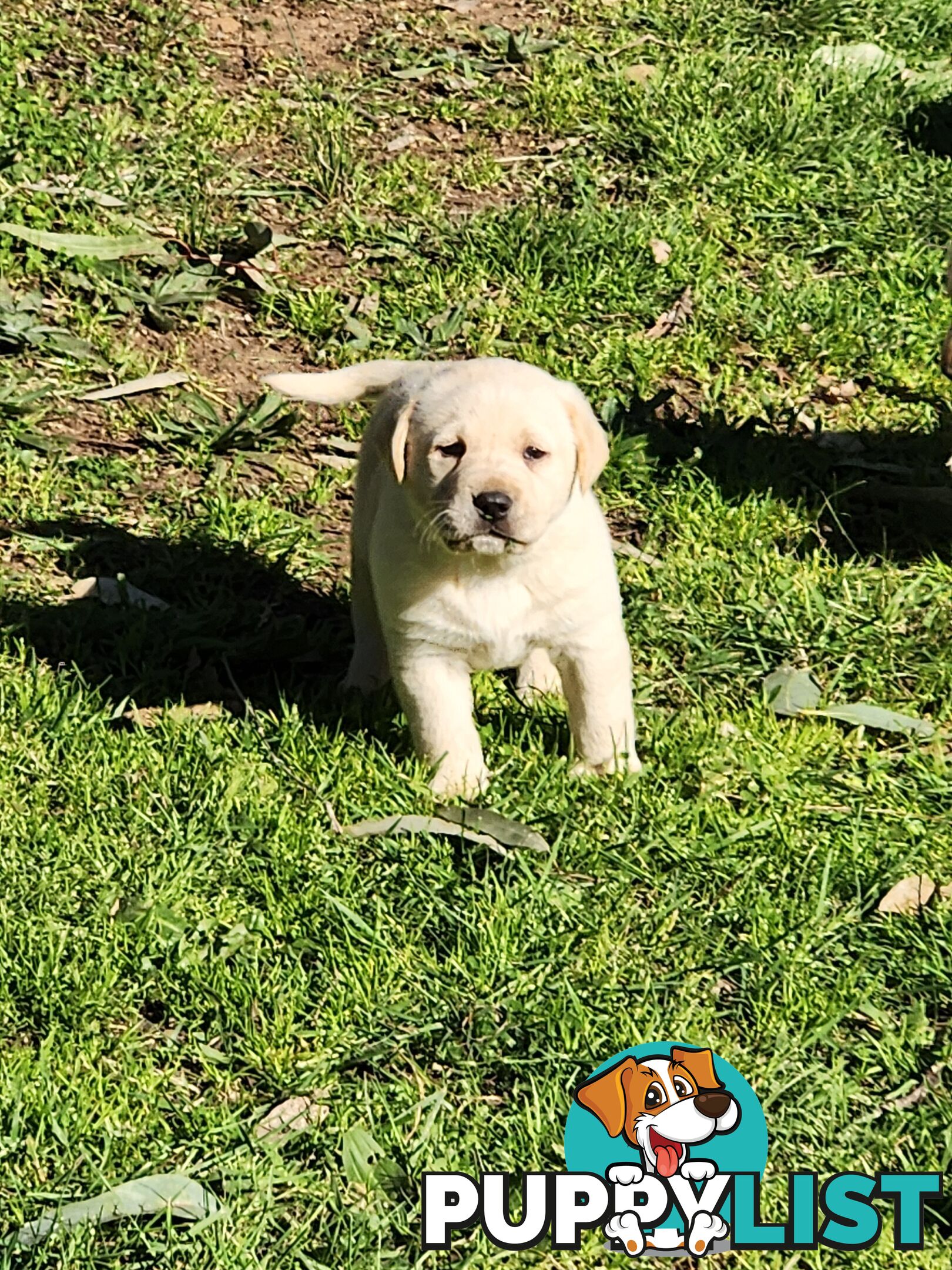 Purebred Labrador Puppies