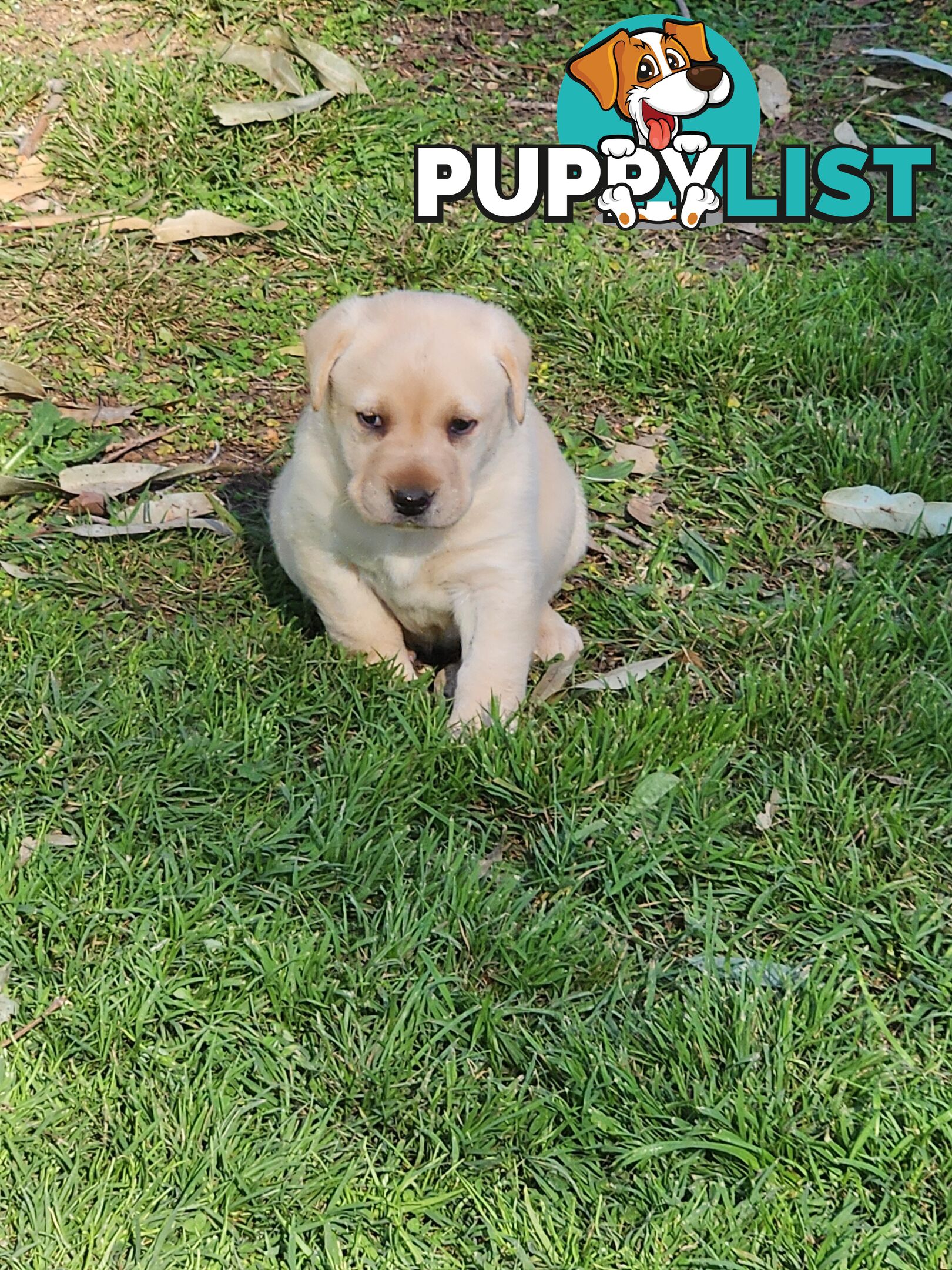 Purebred Labrador Puppies