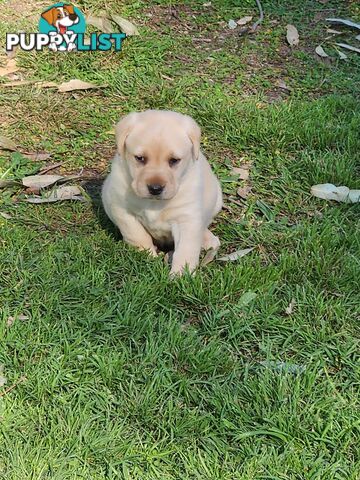 Purebred Labrador Puppies