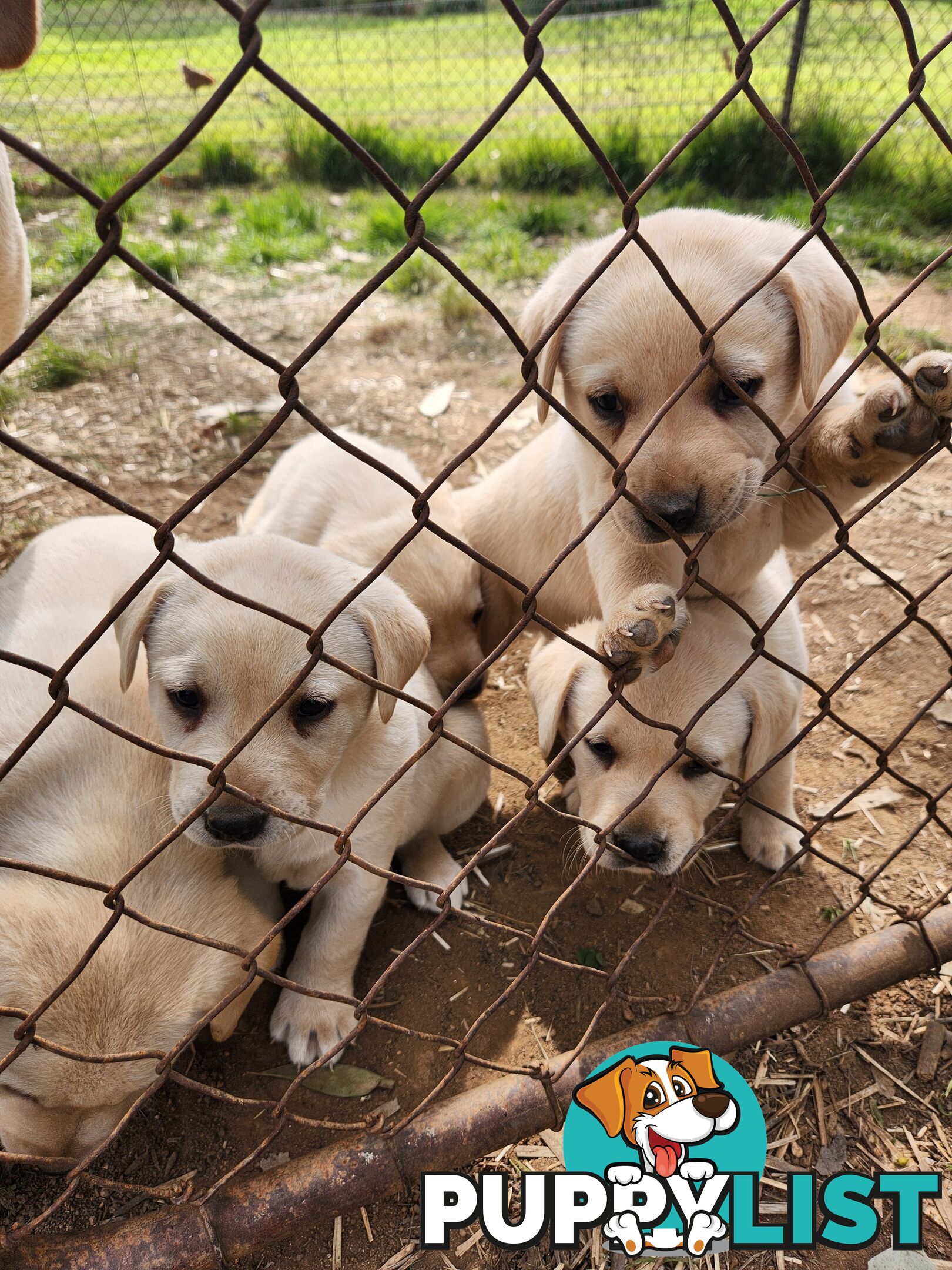 Purebred Labrador Puppies