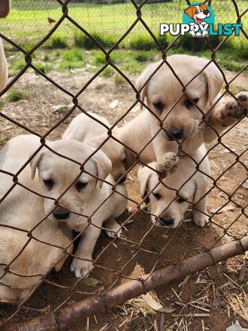 Purebred Labrador Puppies