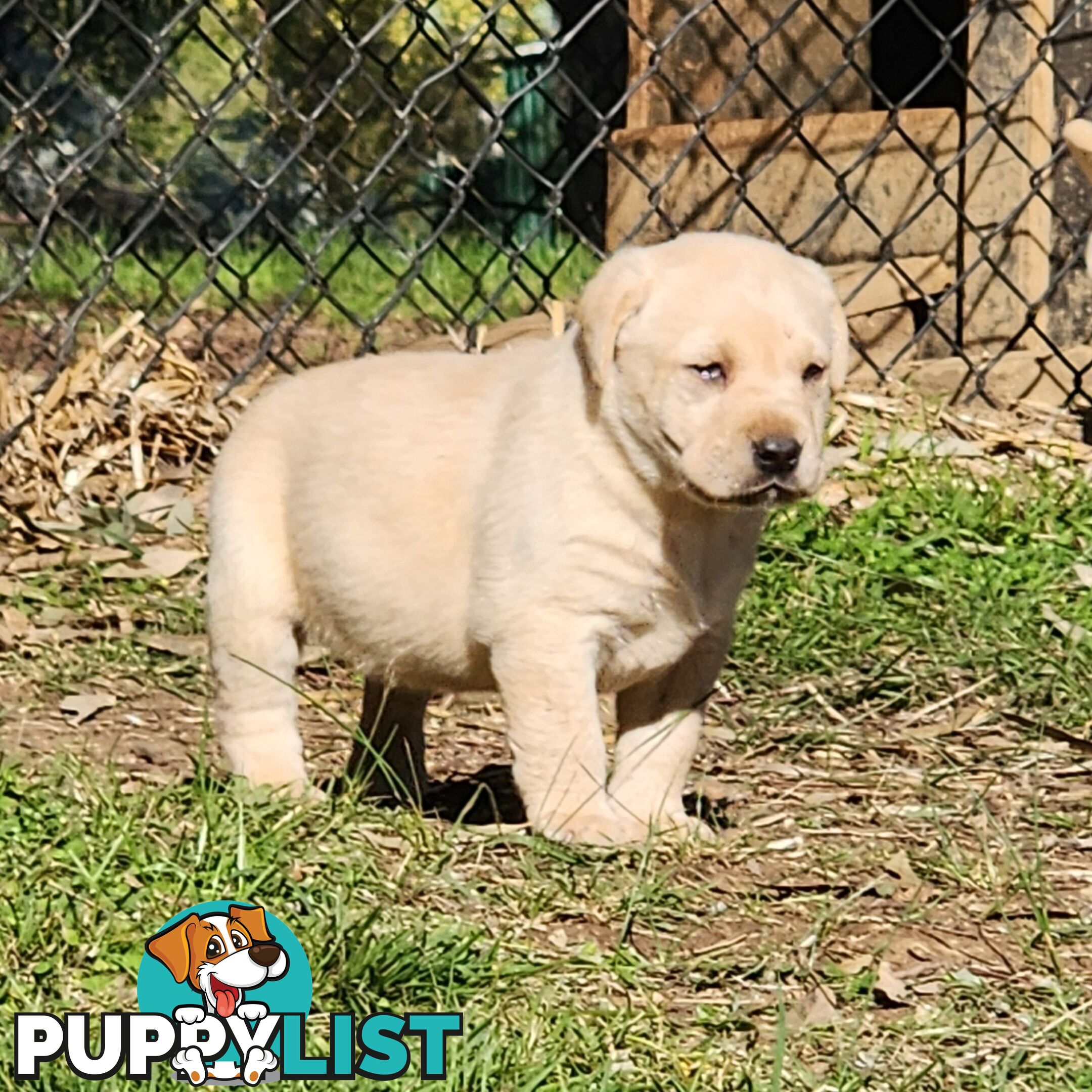 Purebred Labrador Puppies