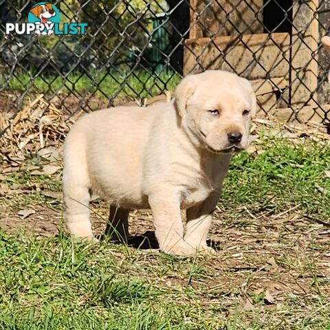 Purebred Labrador Puppies