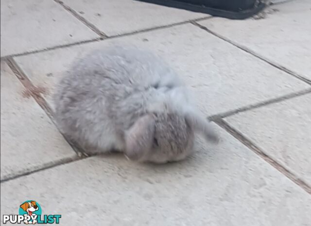 Mini lop rabbit grey