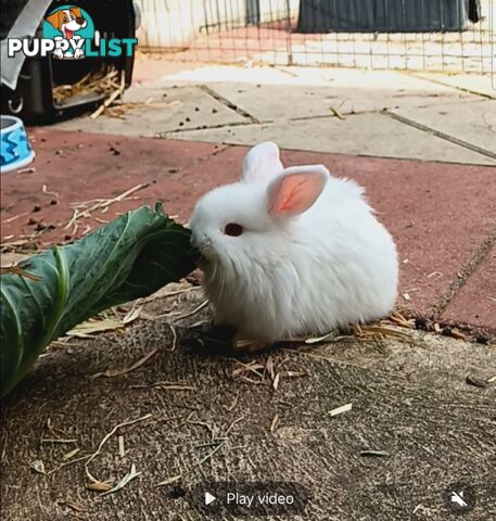 Mini lop rabbit white