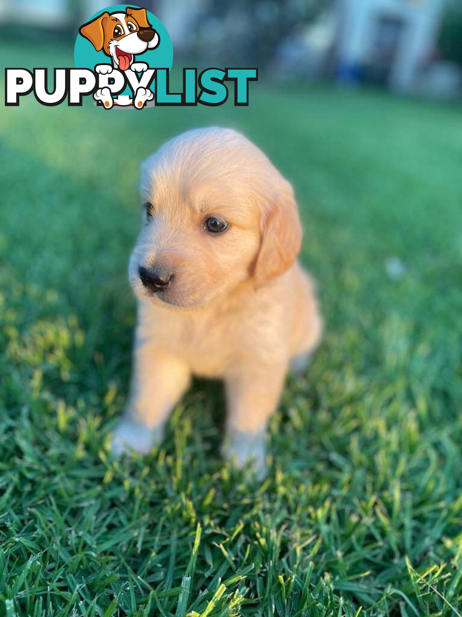 Golden Retriever pups