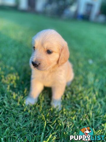 Golden Retriever pups