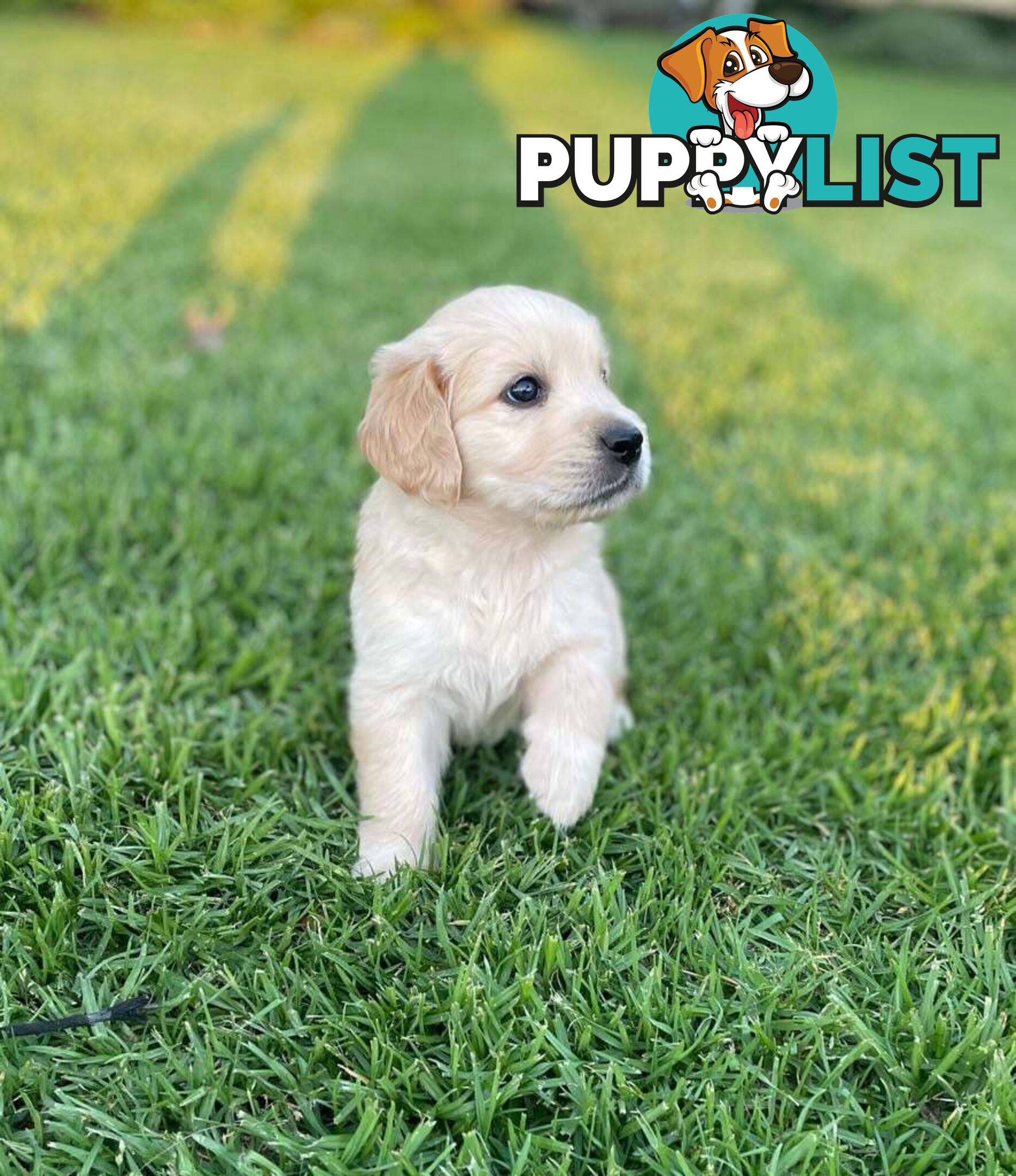 Golden Retriever pups