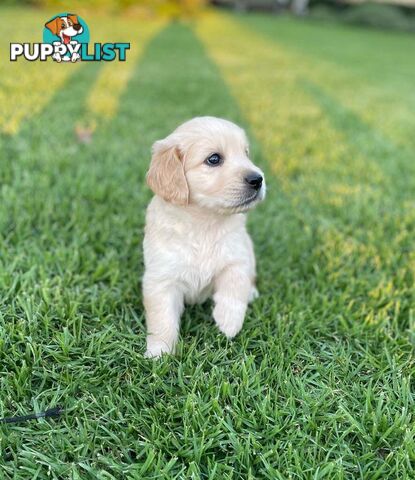 Golden Retriever pups