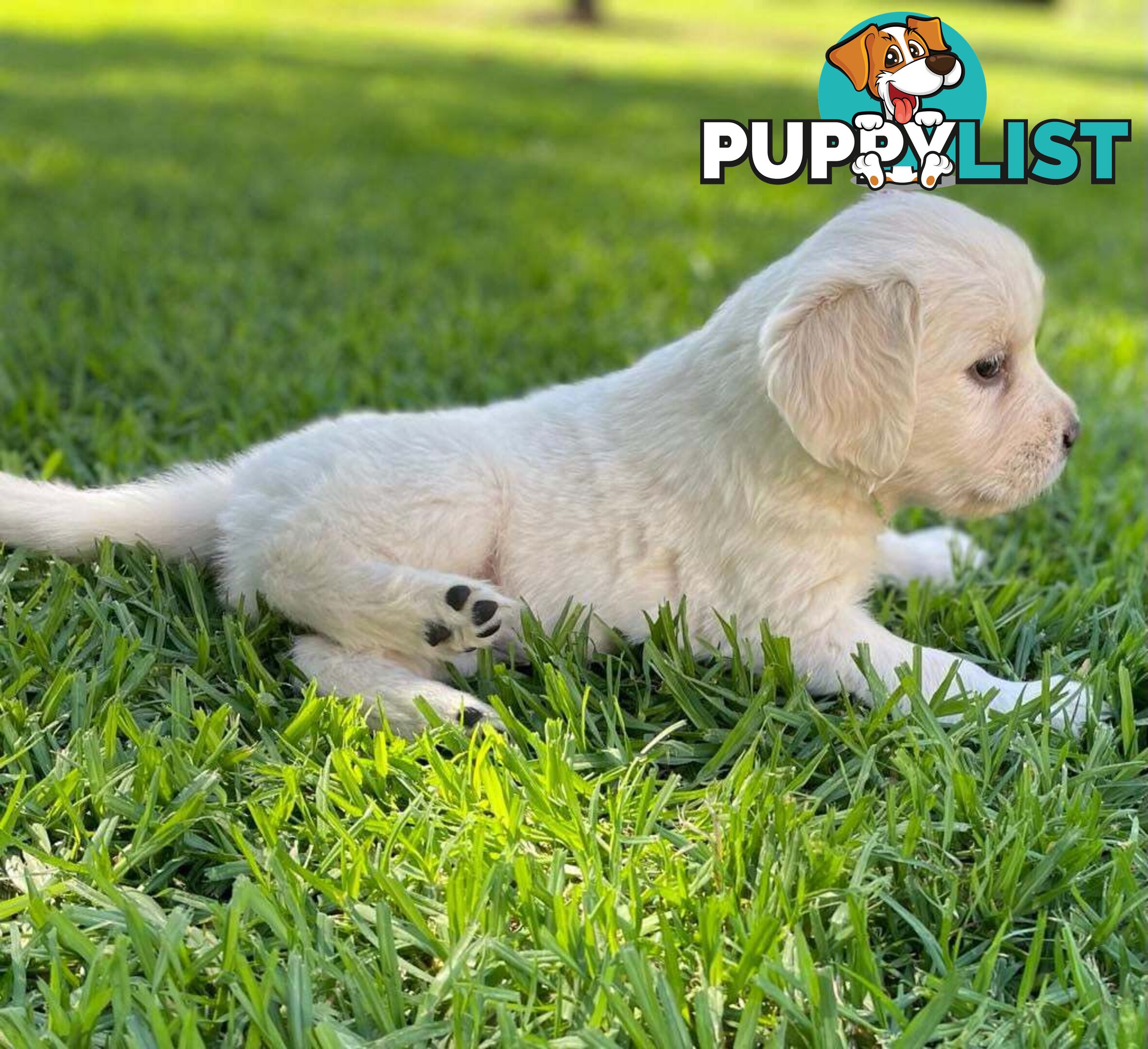 Golden Retriever pups