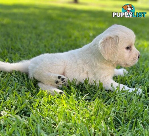 Golden Retriever pups