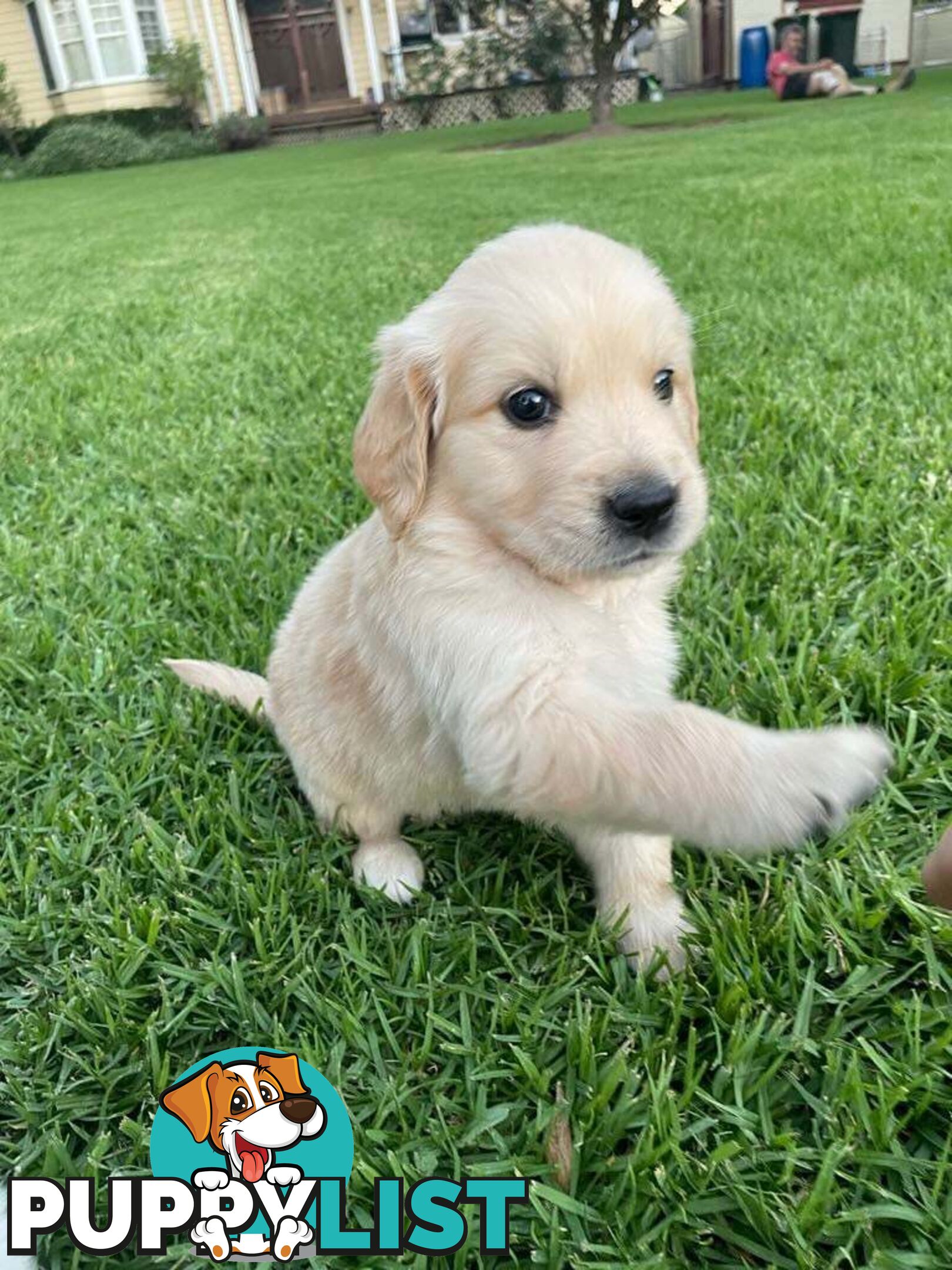 Golden Retriever pups