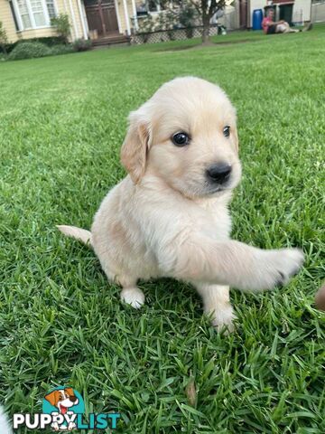 Golden Retriever pups