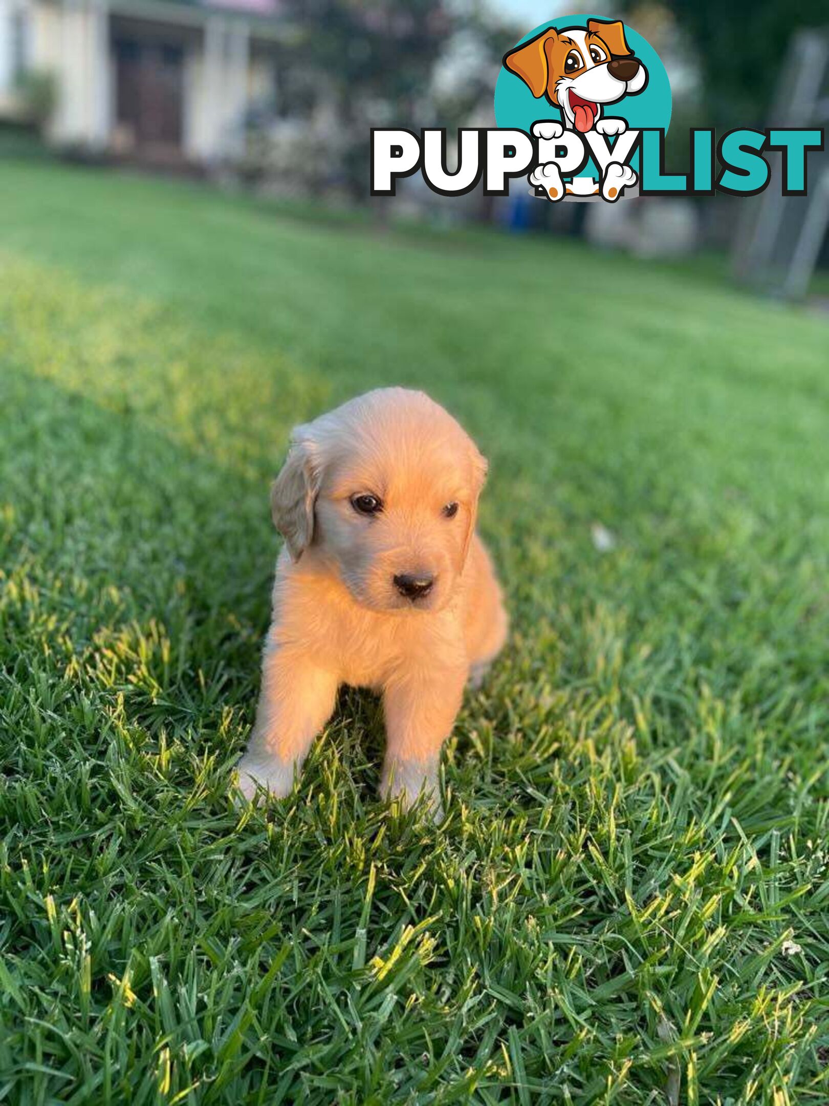 Golden Retriever pups
