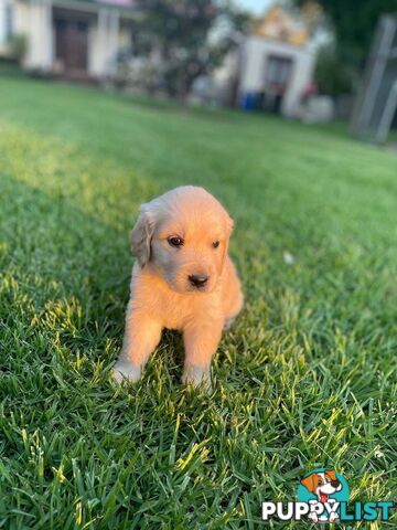 Golden Retriever pups