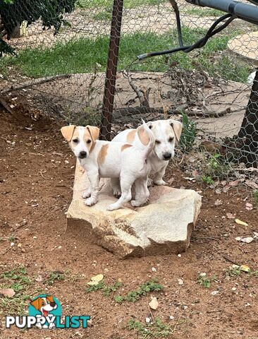 Jack Russell Terrier Pups