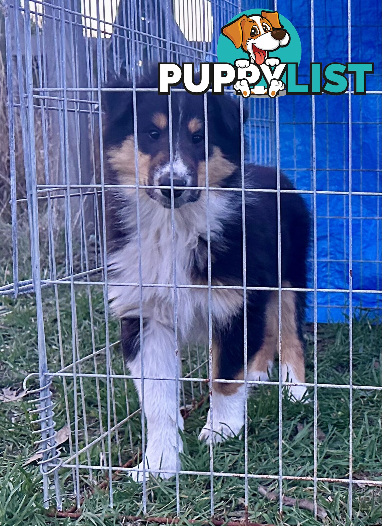 Uniquely Marked Collie Pups (Lassie)