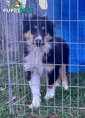 Uniquely Marked Collie Pups (Lassie)