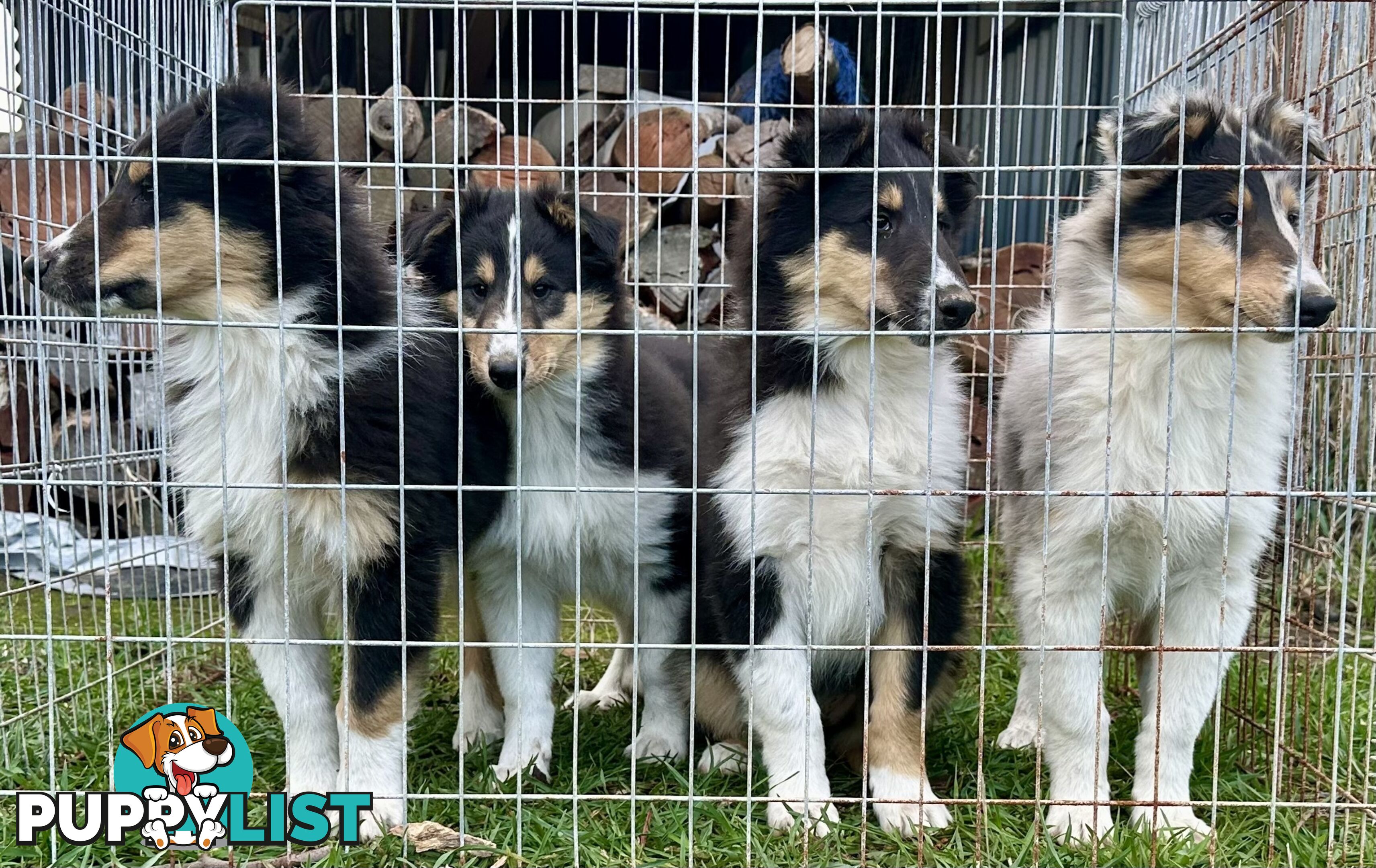 Uniquely Marked Collie Pups (Lassie)
