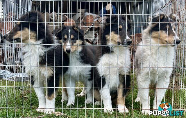Uniquely Marked Collie Pups (Lassie)