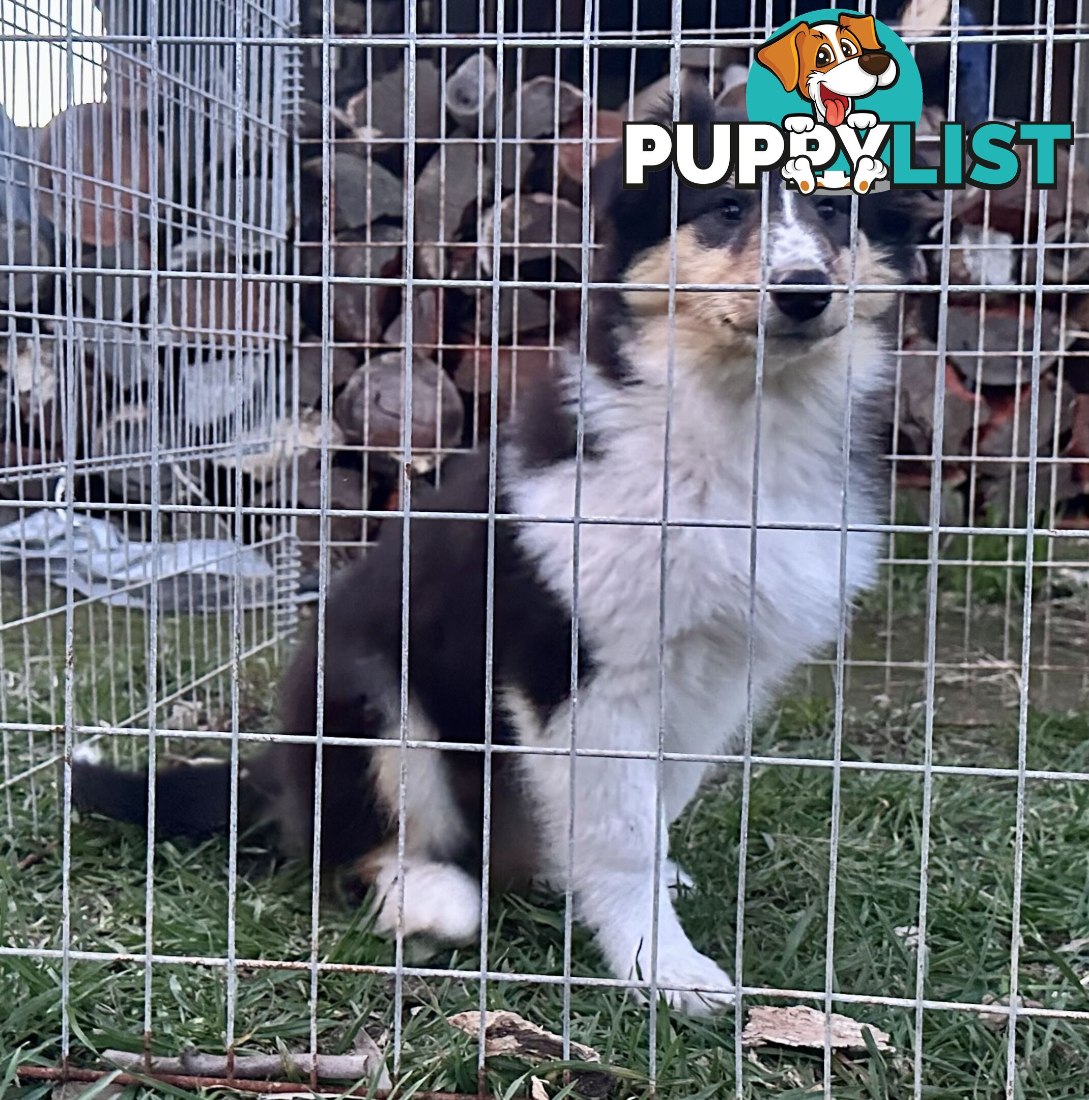 Uniquely Marked Collie Pups (Lassie)