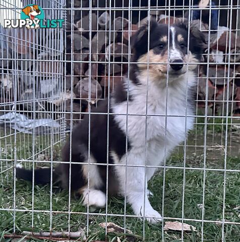 Uniquely Marked Collie Pups (Lassie)