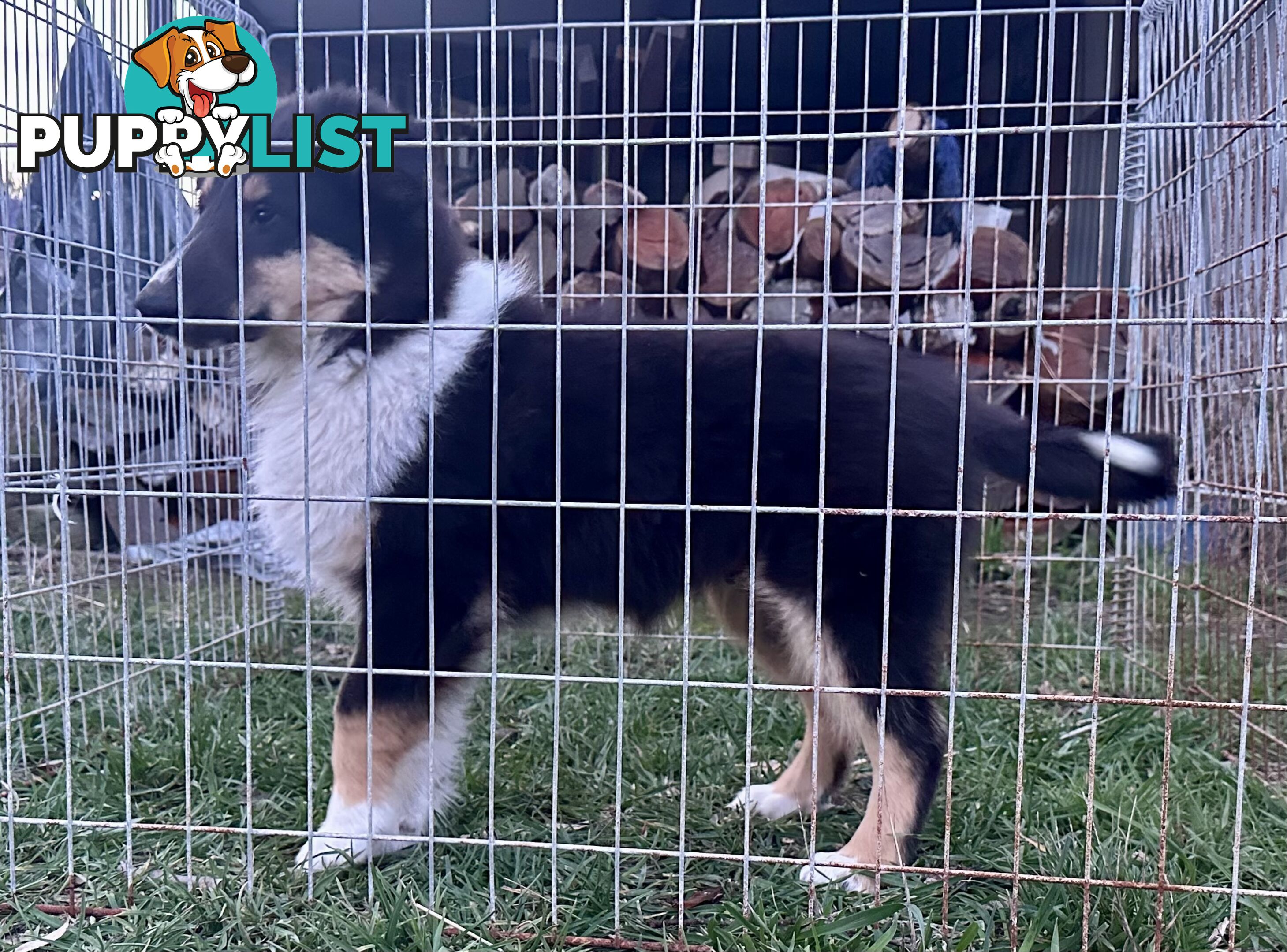 Uniquely Marked Collie Pups (Lassie)