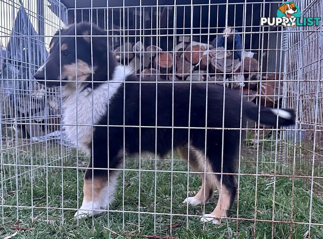 Uniquely Marked Collie Pups (Lassie)