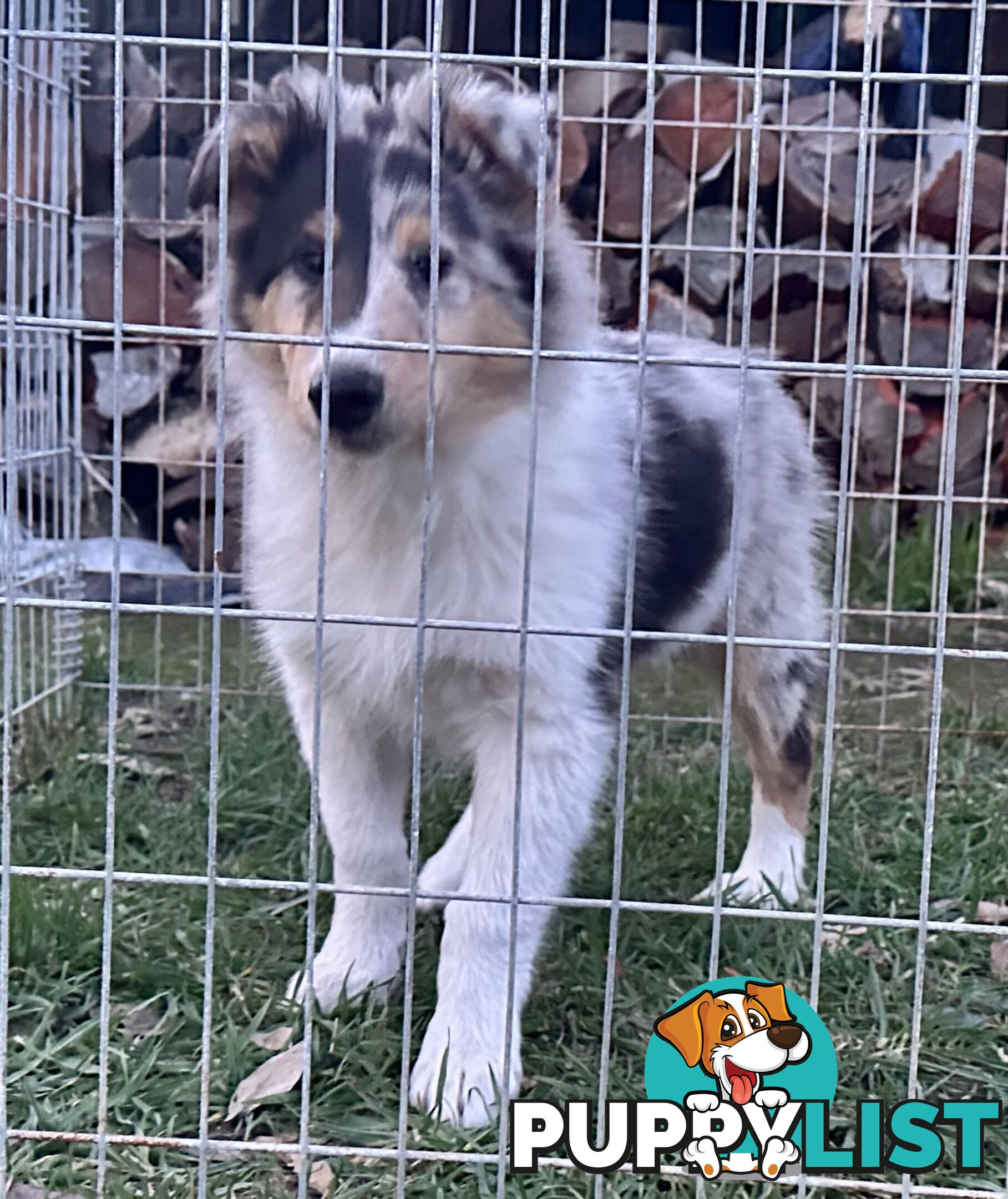 Uniquely Marked Collie Pups (Lassie)