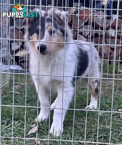 Uniquely Marked Collie Pups (Lassie)