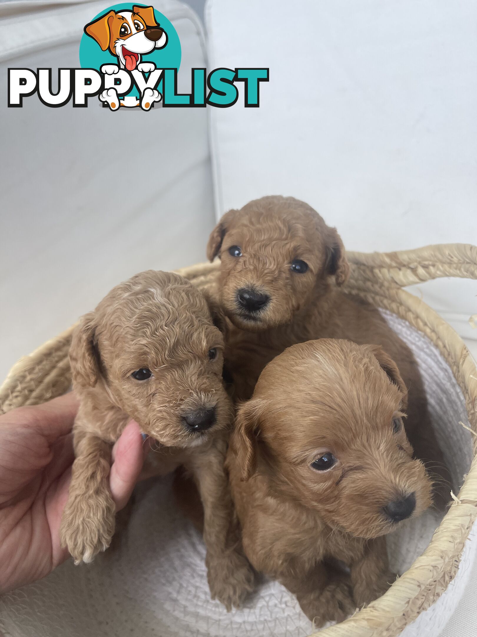 Teacup/ Toy Poodle Puppies