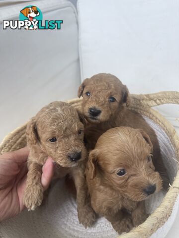 Teacup/ Toy Poodle Puppies