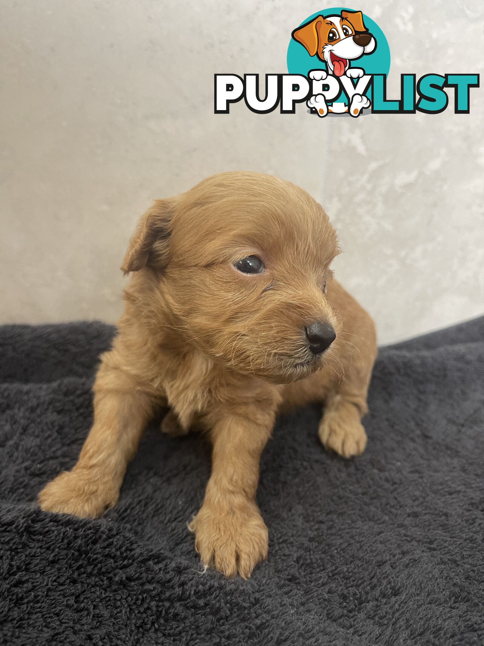 Teacup/ Toy Poodle Puppies