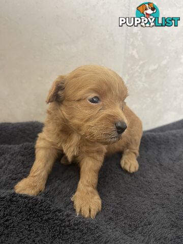 Teacup/ Toy Poodle Puppies