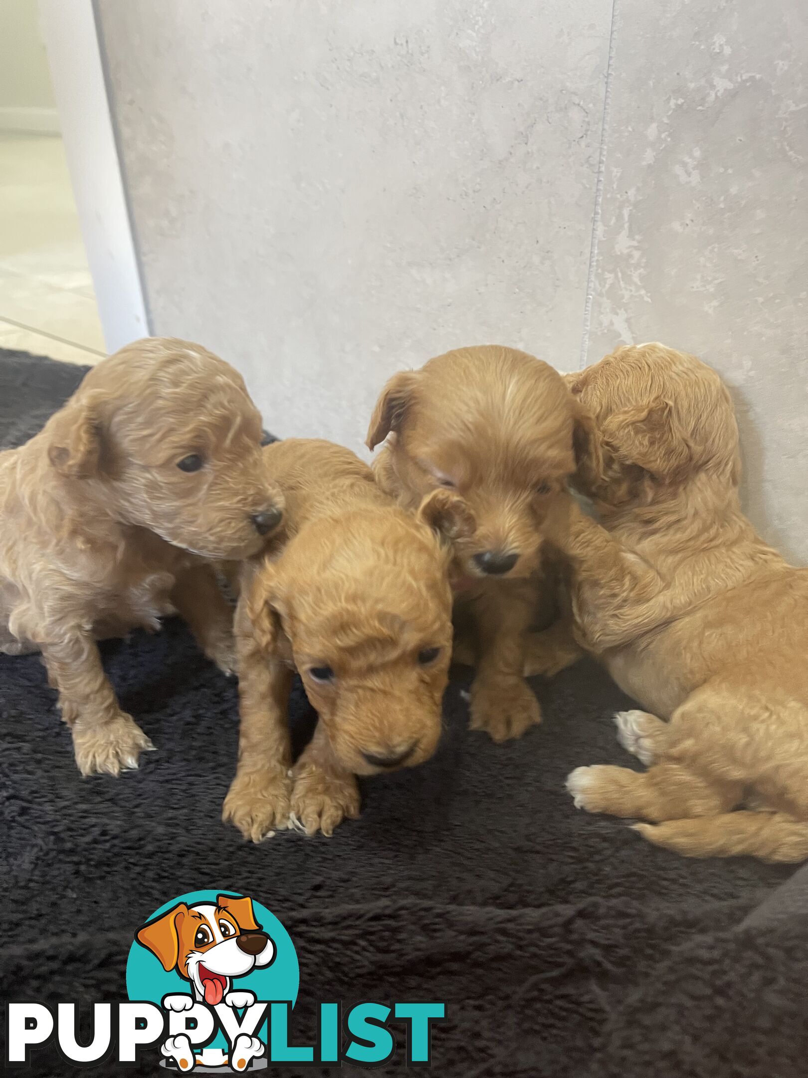 Teacup/ Toy Poodle Puppies