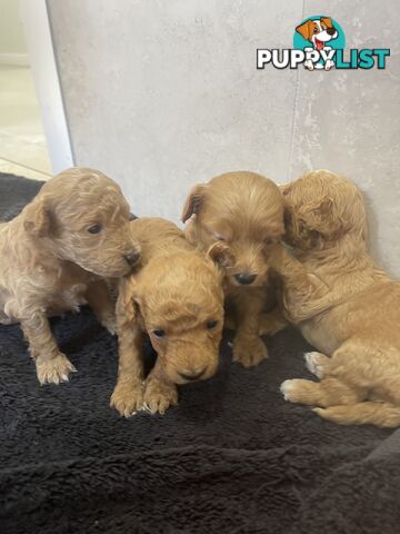 Teacup/ Toy Poodle Puppies