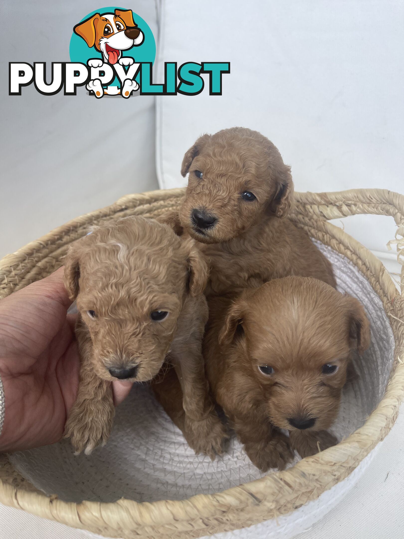 Teacup/ Toy Poodle Puppies