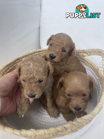 Teacup/ Toy Poodle Puppies