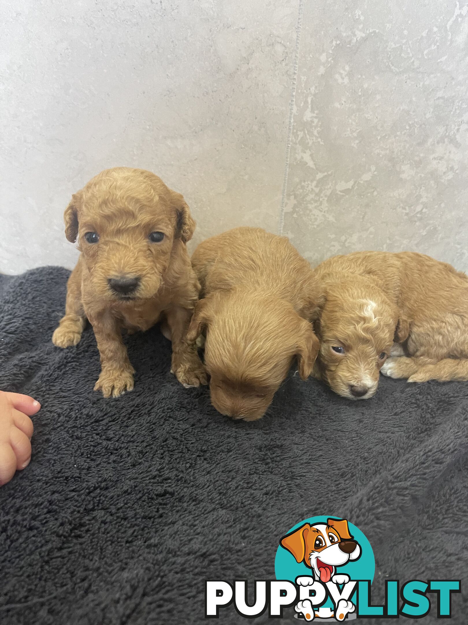 Teacup/ Toy Poodle Puppies