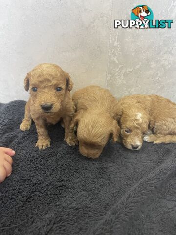 Teacup/ Toy Poodle Puppies