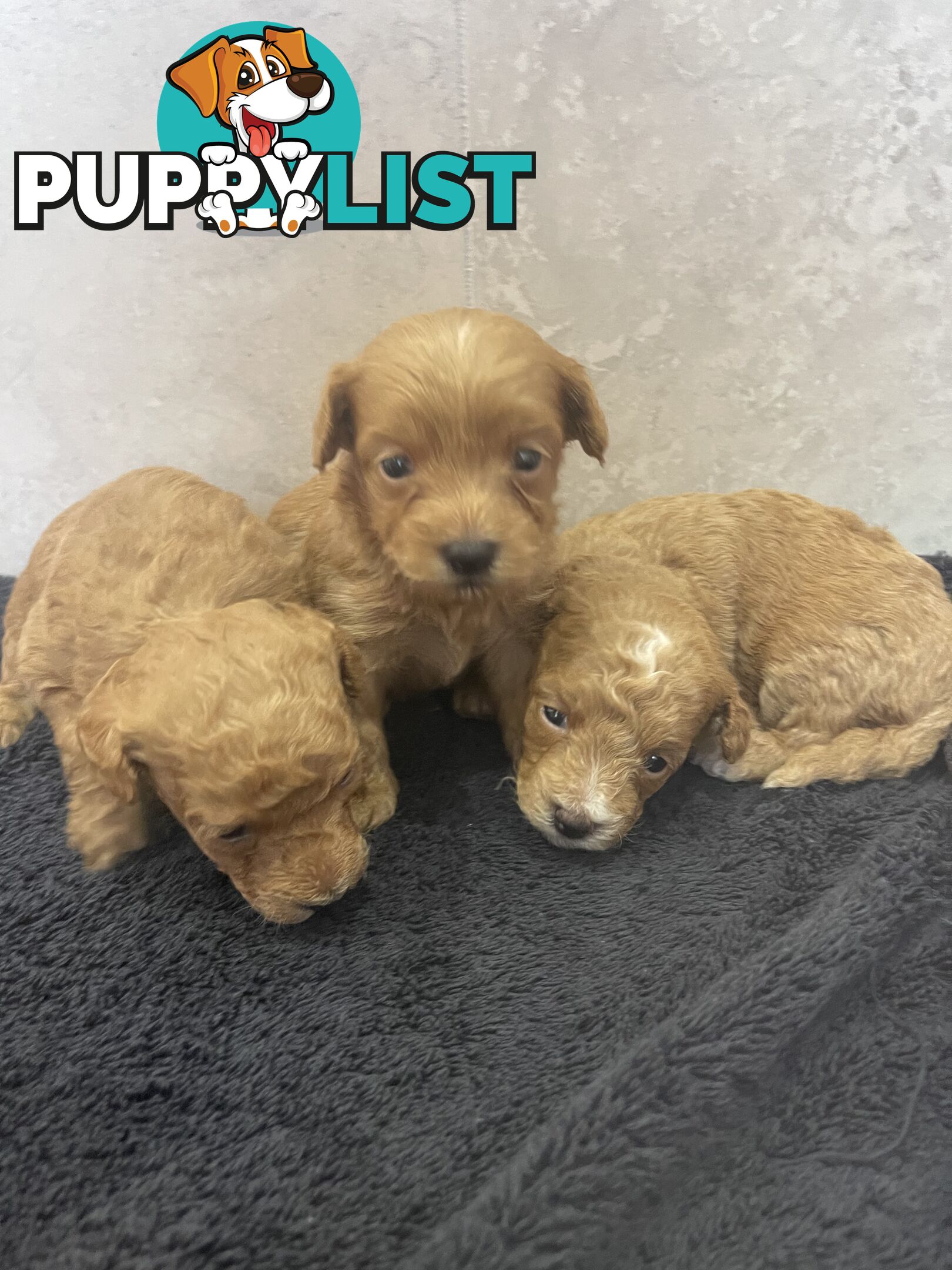 Teacup/ Toy Poodle Puppies