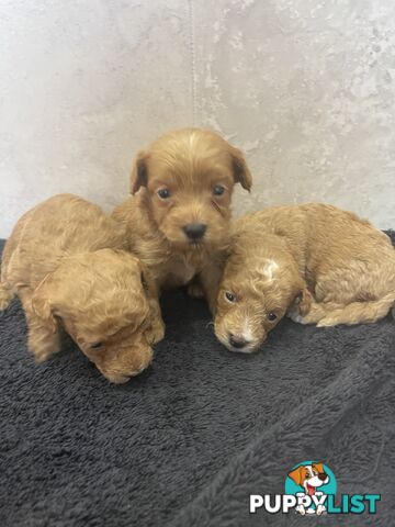 Teacup/ Toy Poodle Puppies