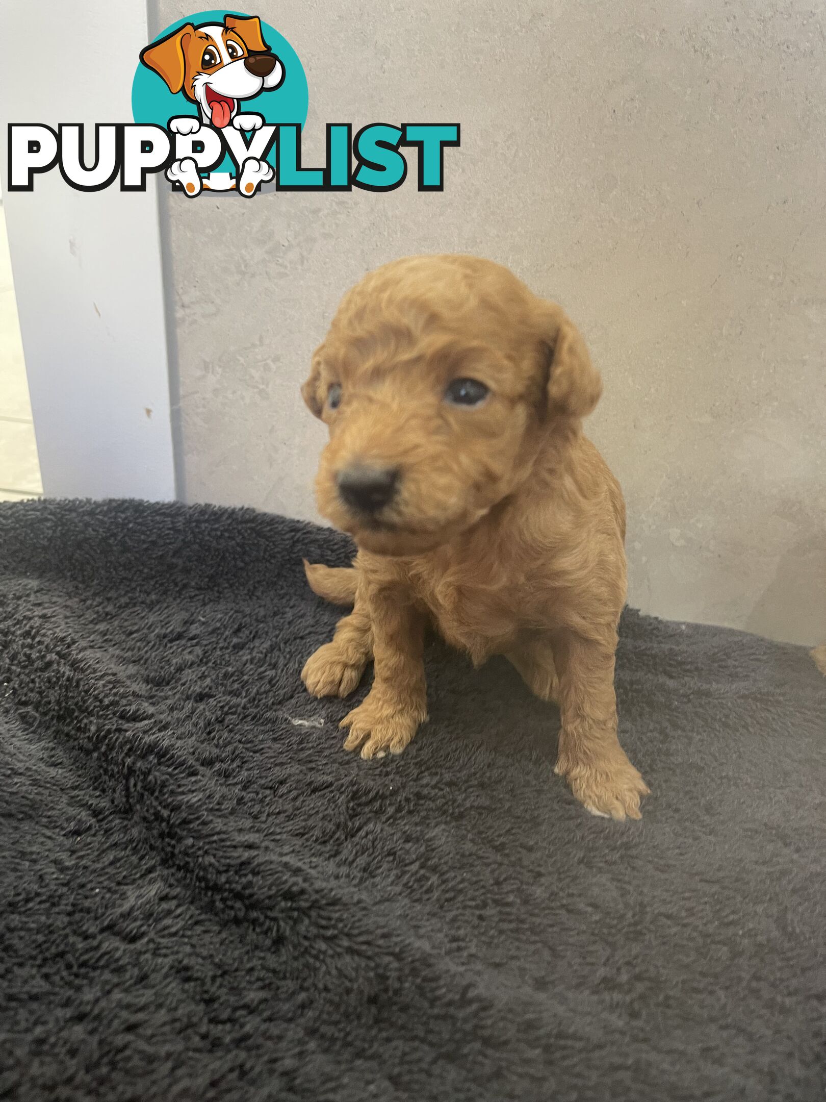 Teacup/ Toy Poodle Puppies