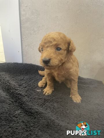 Teacup/ Toy Poodle Puppies