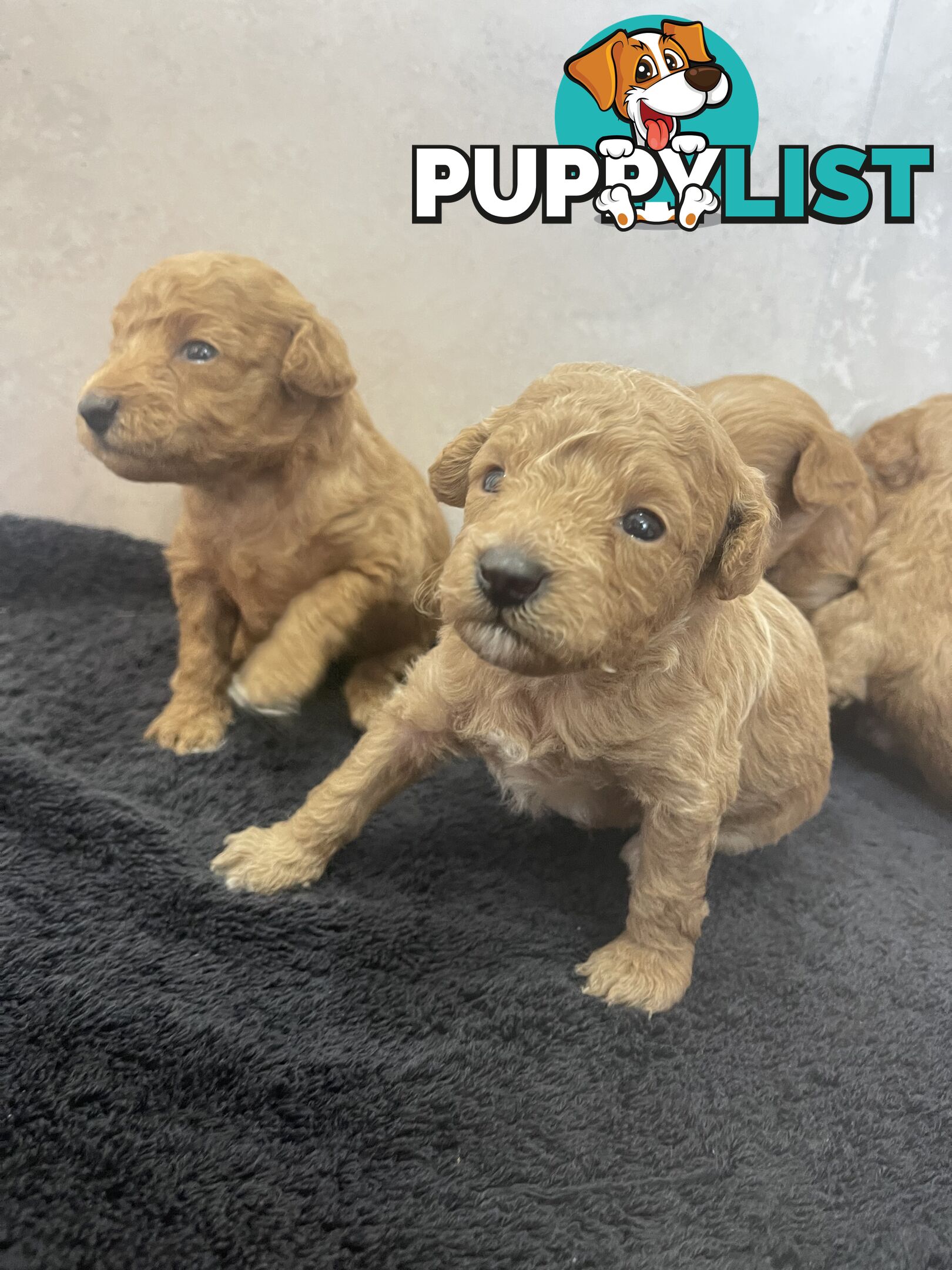 Teacup/ Toy Poodle Puppies