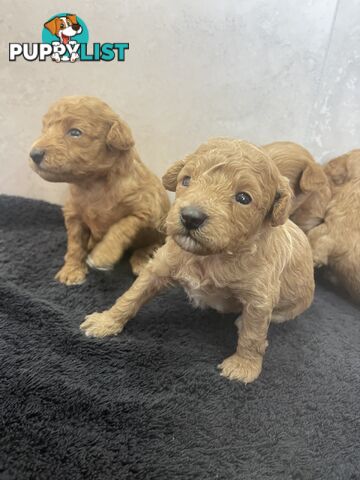 Teacup/ Toy Poodle Puppies