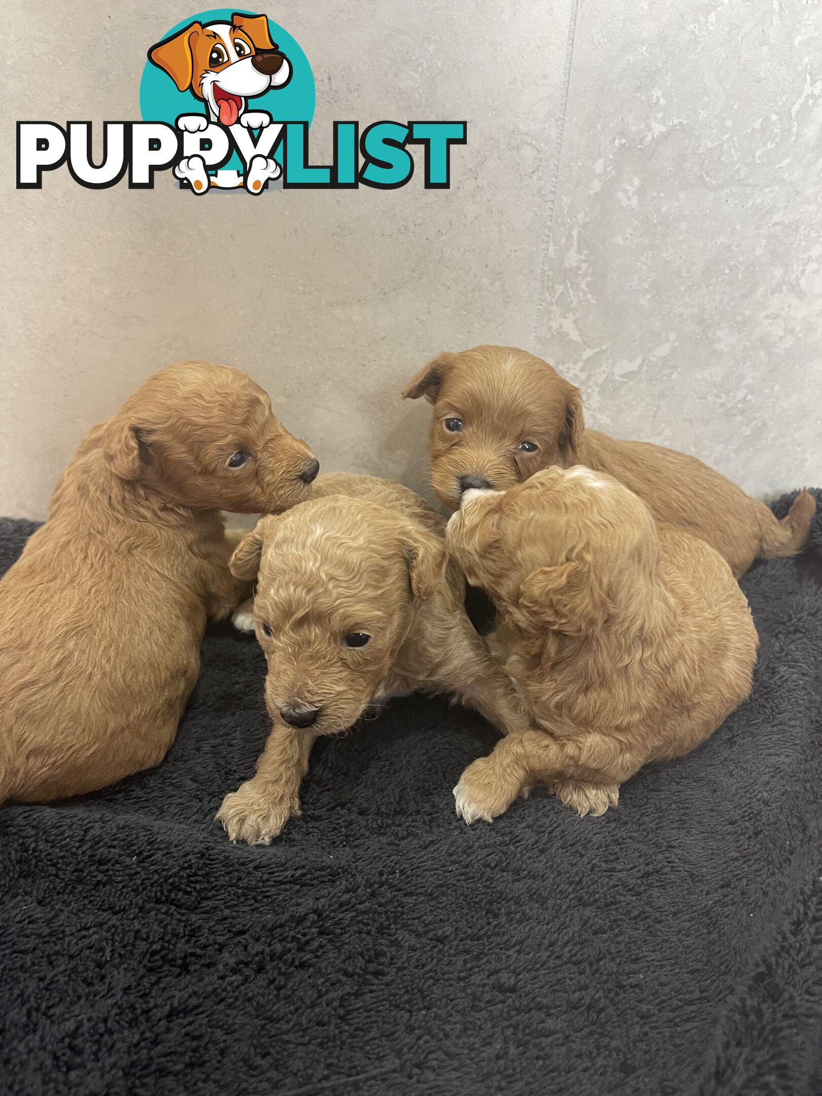 Teacup/ Toy Poodle Puppies