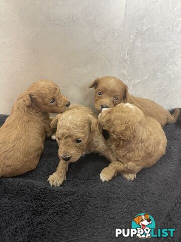 Teacup/ Toy Poodle Puppies